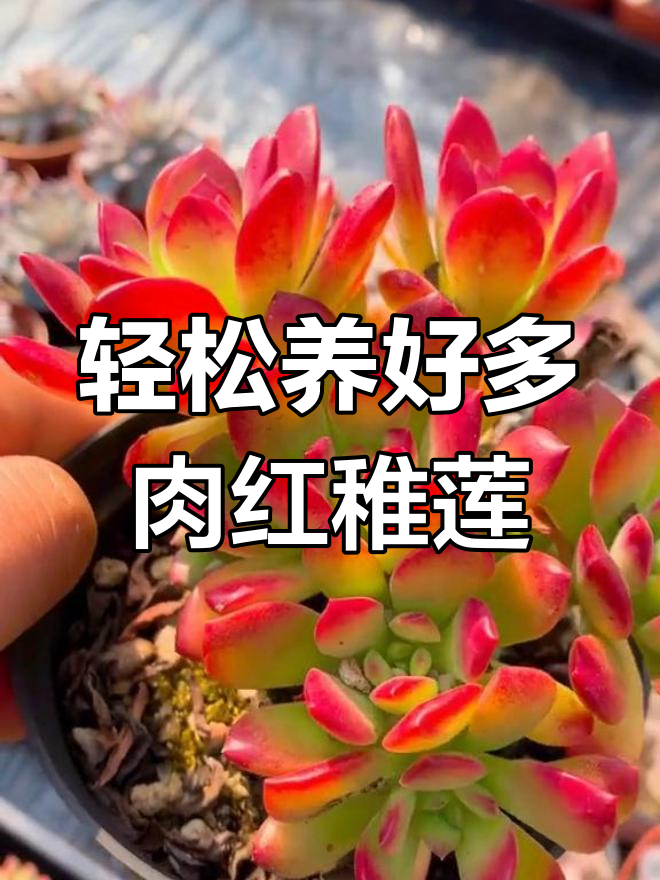 红稚莲多肉:耐寒耐旱,群生小怪木的养护秘诀