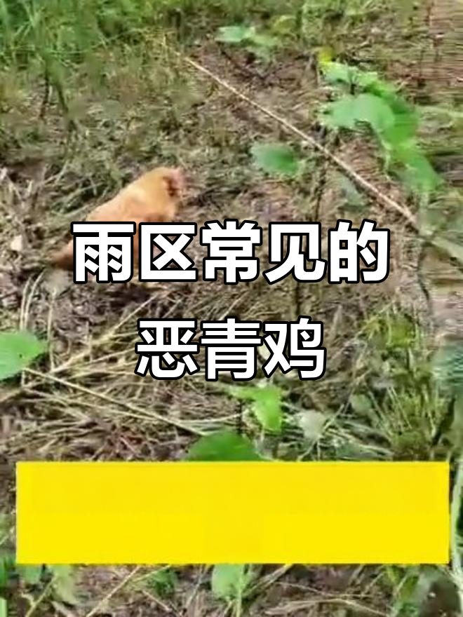 雨水多区域常见!这种鸡精神好但有点恶青,可能是腺胃炎