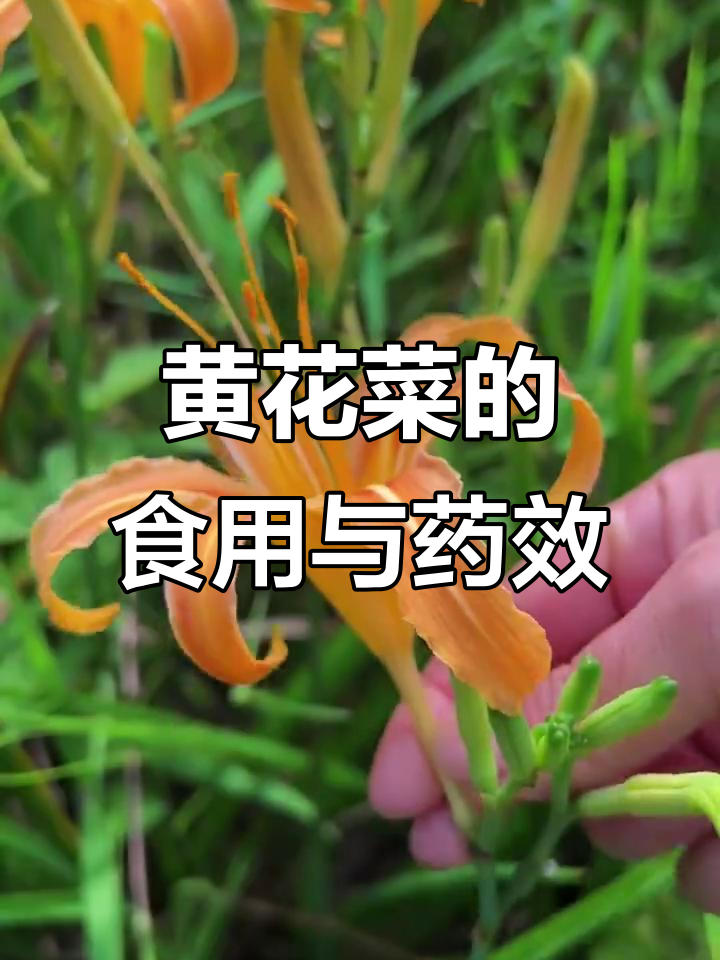 黄花菜:补脑又降火,根茎药用价值高