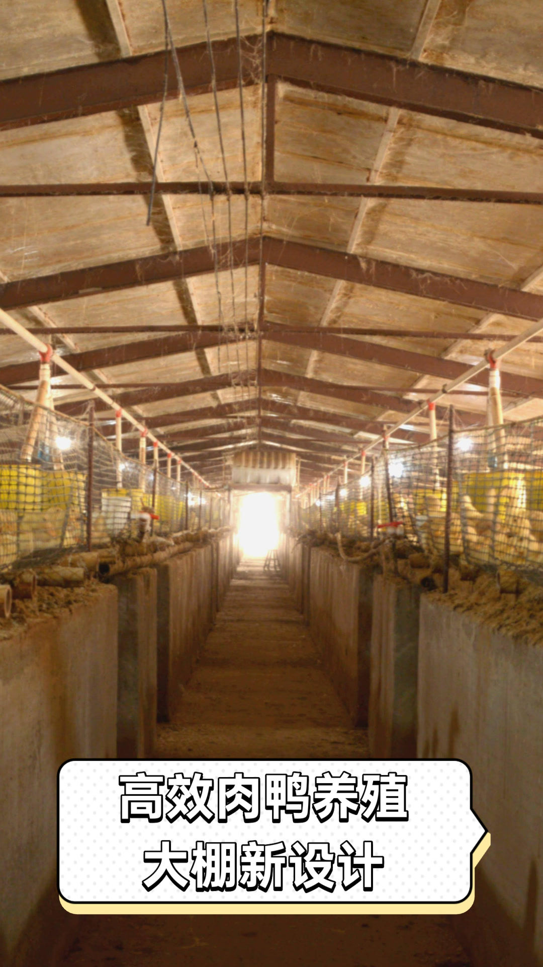 高效肉鸭养殖大棚新设计