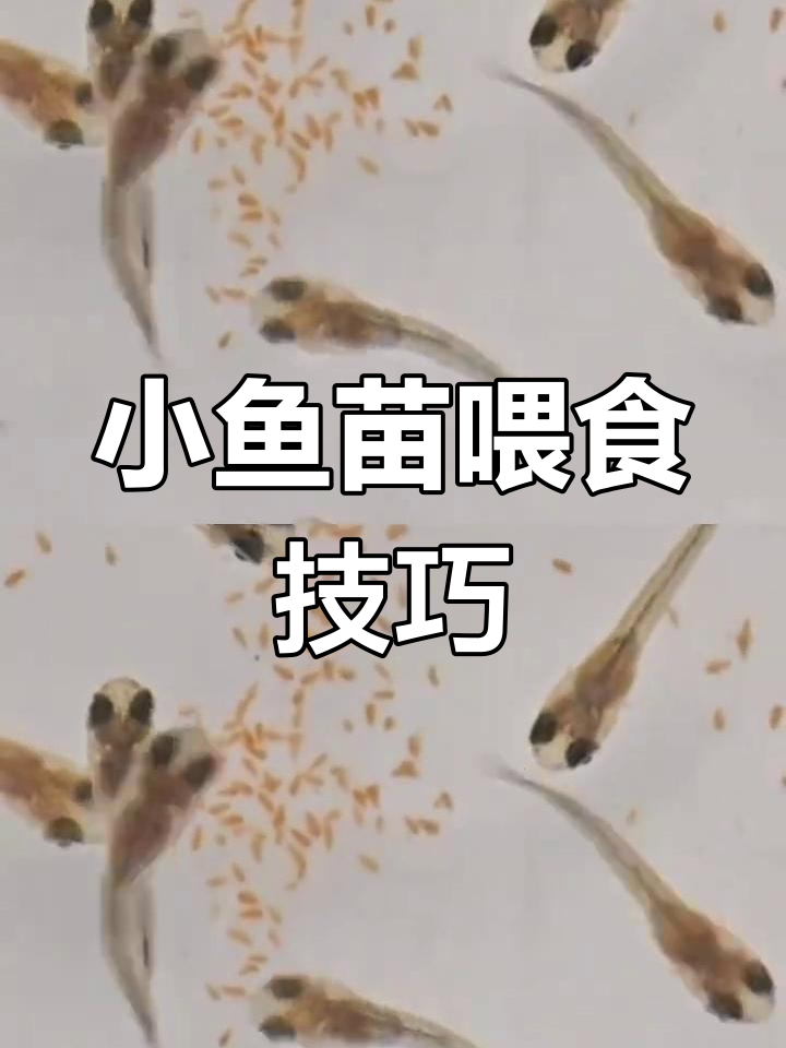孔雀鱼宝宝如何喂养丰年虾幼虫,快速成长秘诀