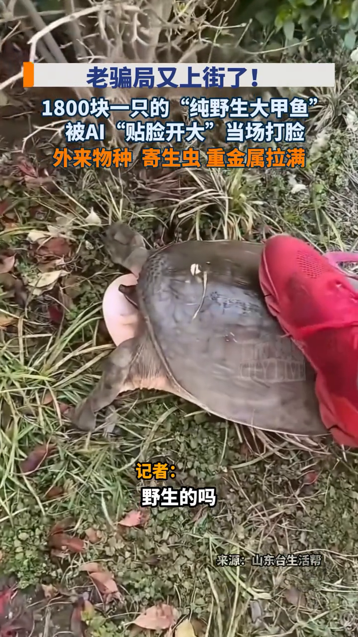 1800块一只的“纯野生大甲鱼”，老骗局又上街了！