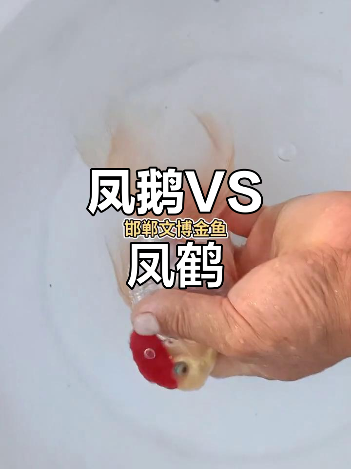 凤鹅与凤鹤的区别,背鳍和鳞片大不同