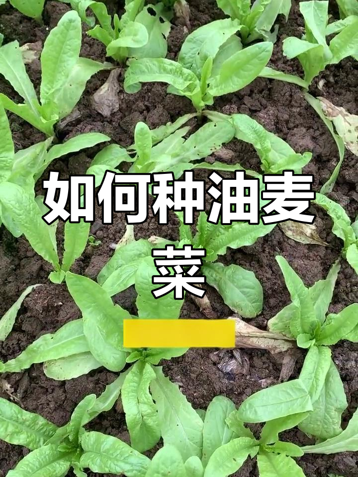 油麦菜种植全攻略,轻松学会肥厚嫩绿技巧