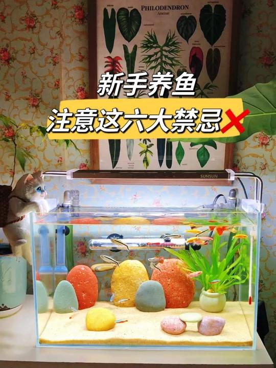 新手养鱼,注意这六大禁忌!包你能养好鱼