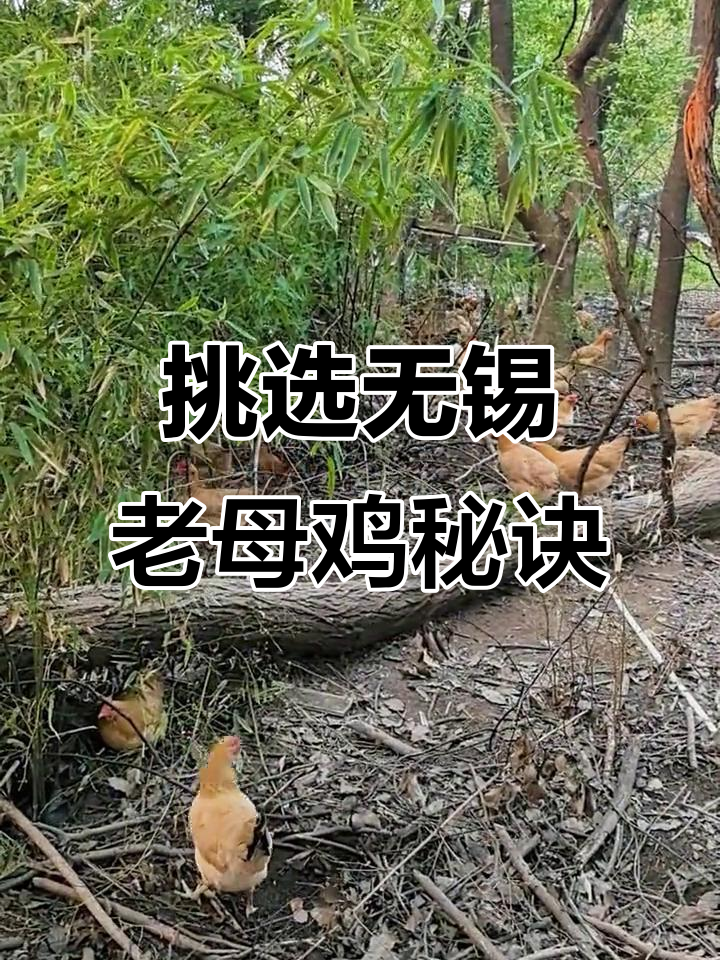 无锡土鸡养殖,选对地方才能吃到正宗美味