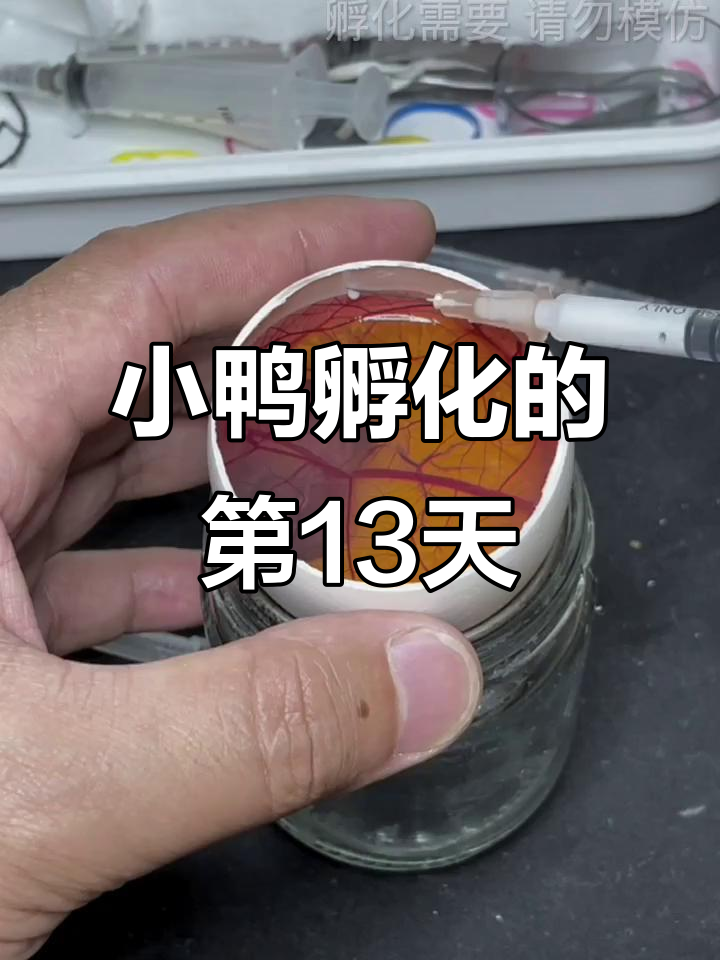 鹅蛋壳孵化小鸭子,13天爪子清晰可见