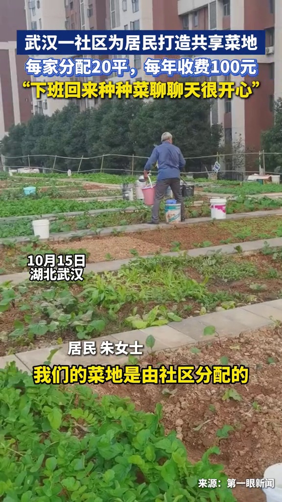 社区给居民分配菜地,每家20平每月不到9元,众人边种菜边聊天