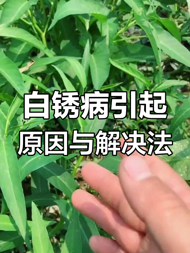 空心菜白锈病防治方法:高温高湿环境下的应对措施