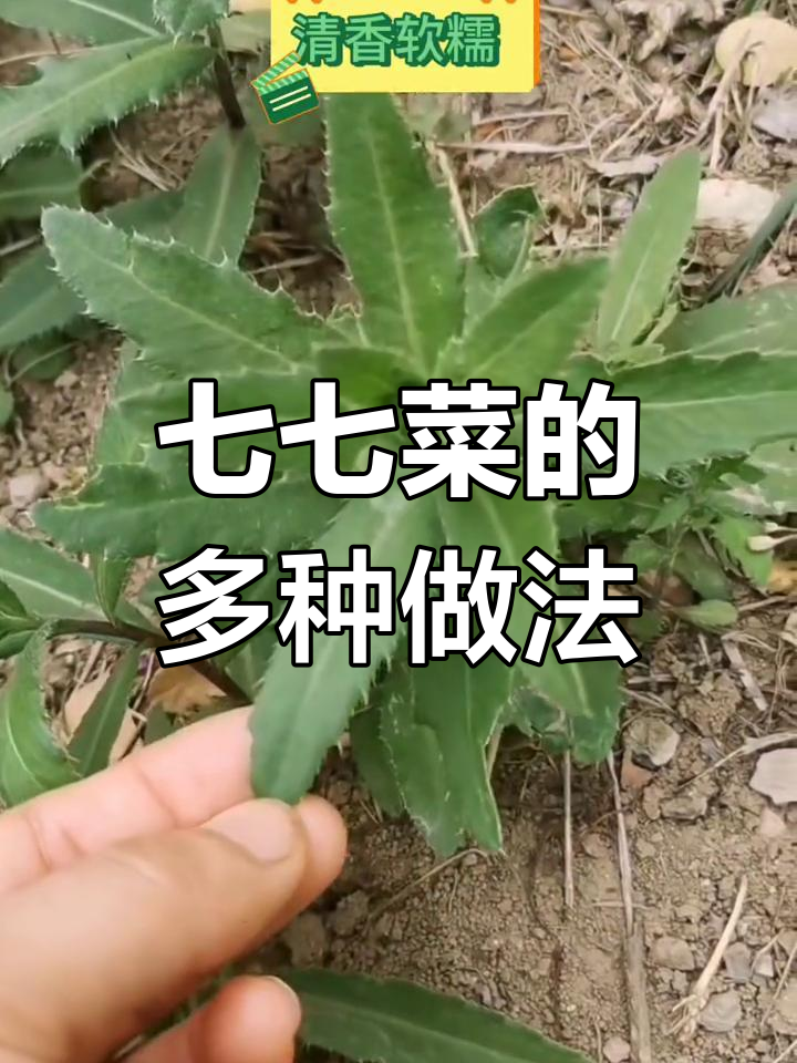 七七菜:凉拌、蒸菜、包饺子,吃法多样营养高