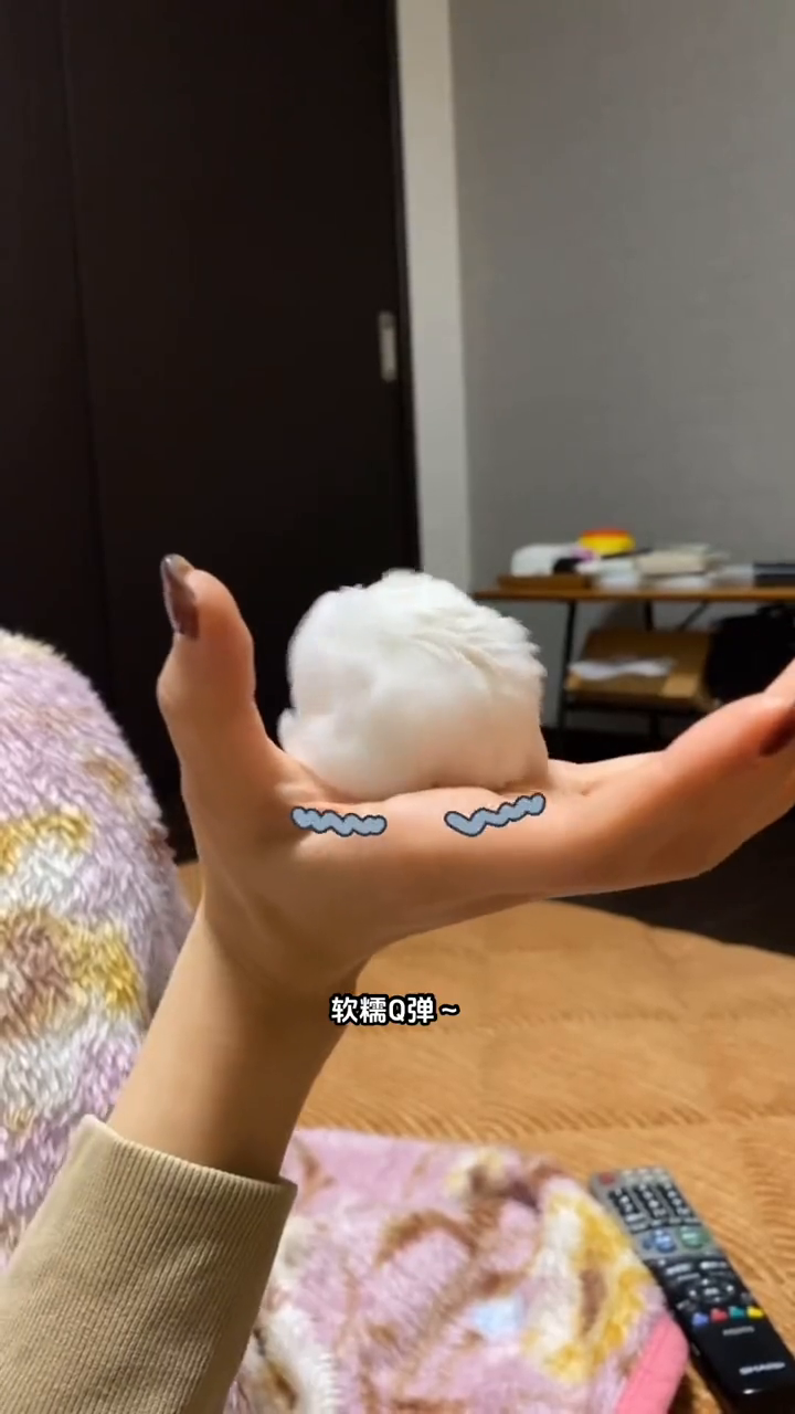 真的好像个糯米团子啊!