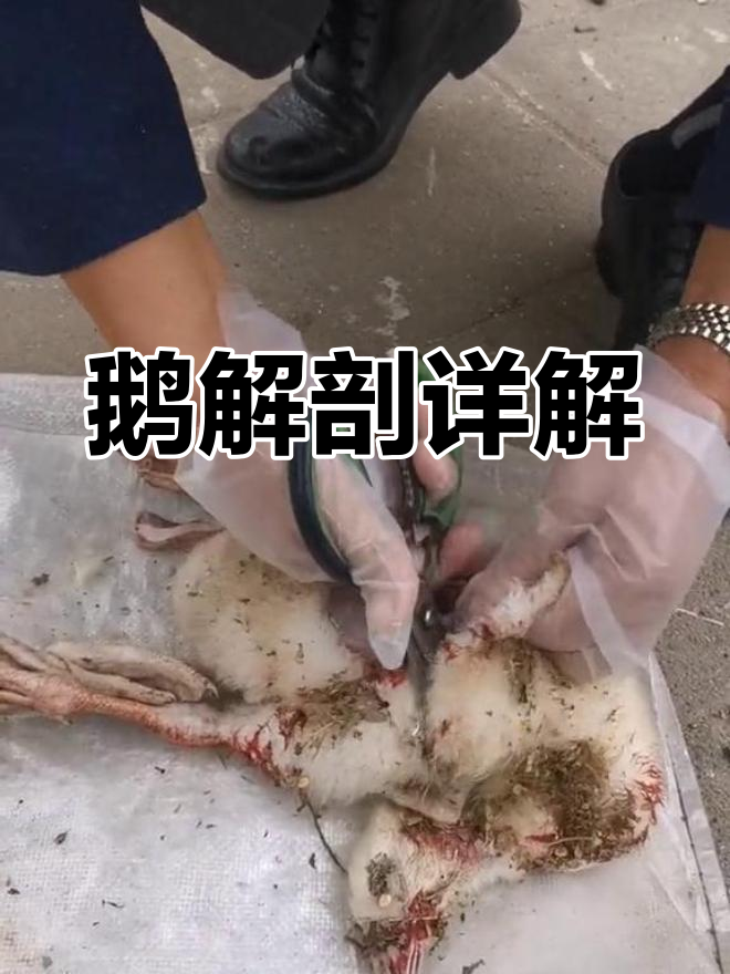 鹅的解剖结构分析