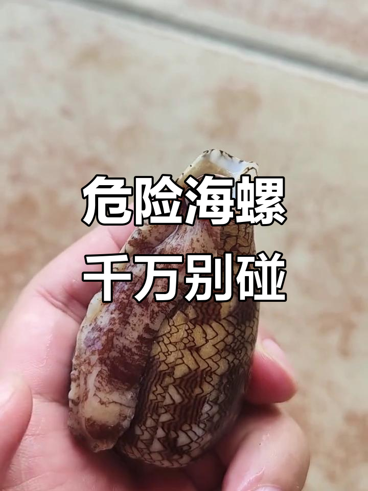 三亚鸡心螺:看似可爱却能咬人,小心别被它“教训”