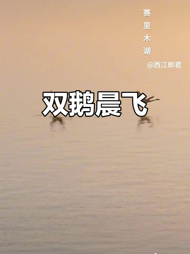 晨光初现，赛里木湖双天鹅优雅飞翔，美得令人陶醉！