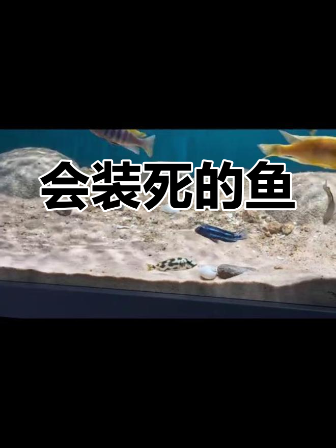 野生花雕鱼的装死行为揭秘