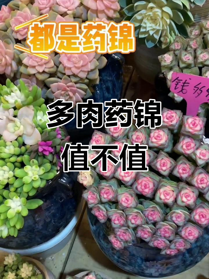药锦价格大揭秘，十元一盆的多肉植物值得买吗？