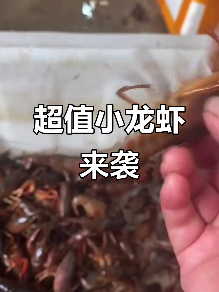 重庆小龙虾大揭秘,五六七规格超值美味