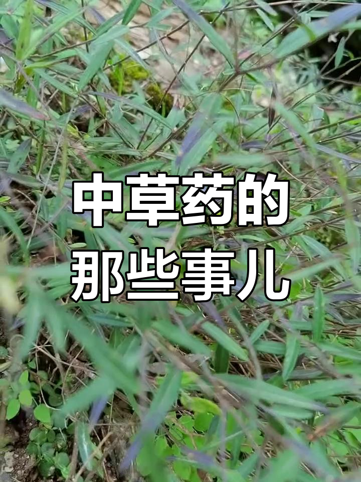 常见中草药植物大揭秘,了解它们的名字和功效