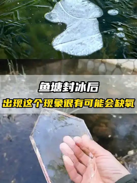 鱼塘封冰后,出现这个现象很有可能会缺氧 水产养殖 鱼虾蟹养殖 鱼塘结冰 鱼塘
