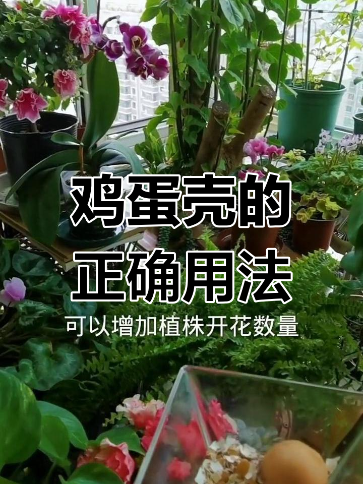 鸡蛋壳别乱放,盆土里没用还招虫