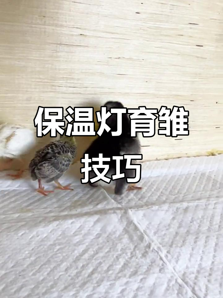小鸡保温箱使用指南,轻松育雏无忧