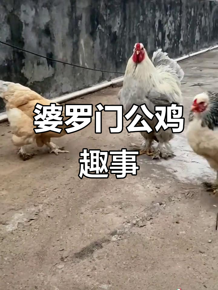 公鸡表白失败,婆罗门鸡的搞笑日常