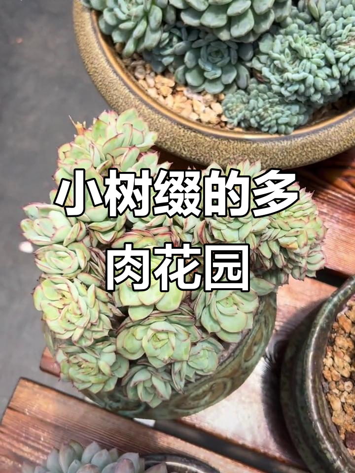 牡丹亭小树缀:多肉植物与白马王子的故事