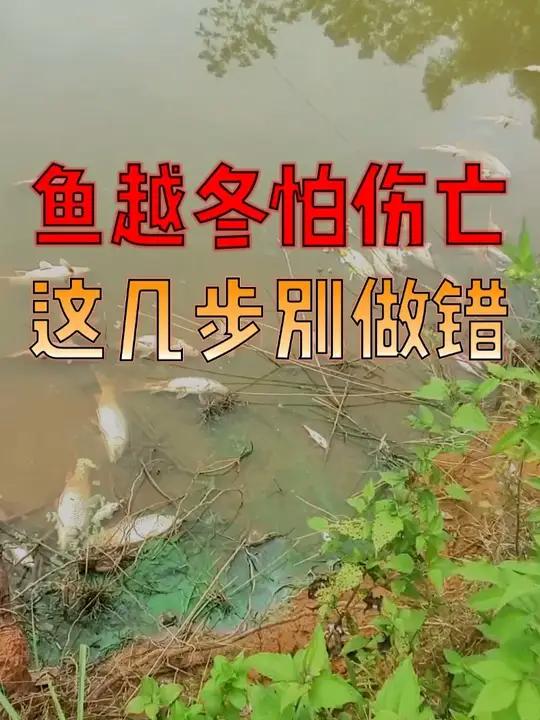 警惕！外塘鱼越冬水质差 = 高伤亡，关键调水技巧看这里！养鱼人养鱼水产养殖技术水产晨源生物