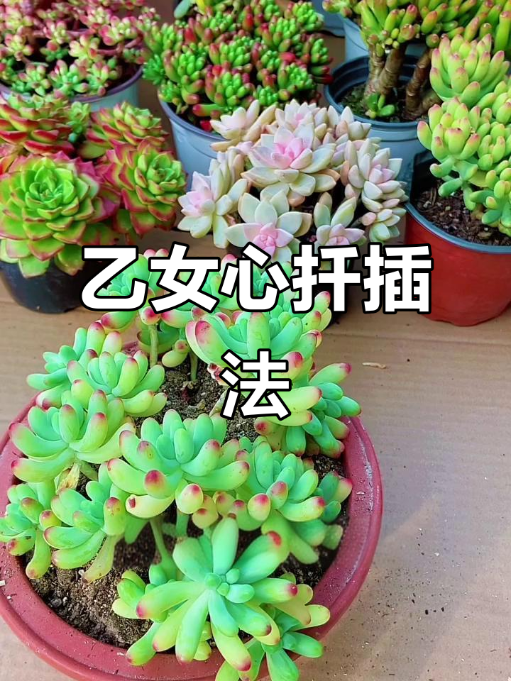 多肉乙女心扦插技巧,轻松一盆变多盆