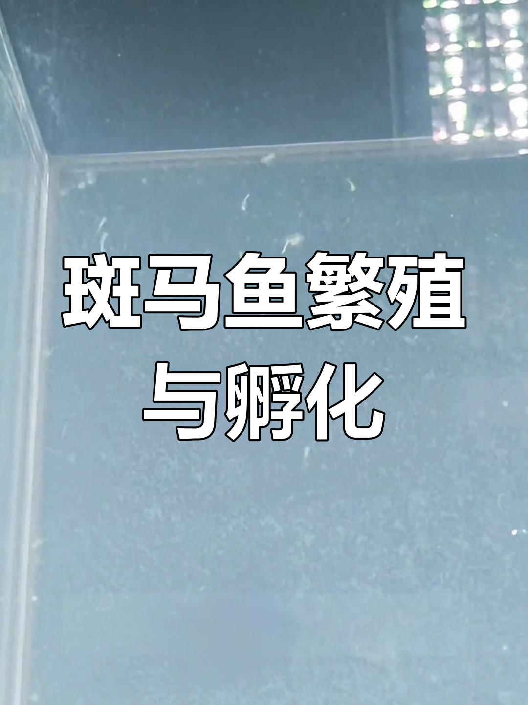 斑马鱼产卵过程:从白卵到小鱼的孵化奇迹