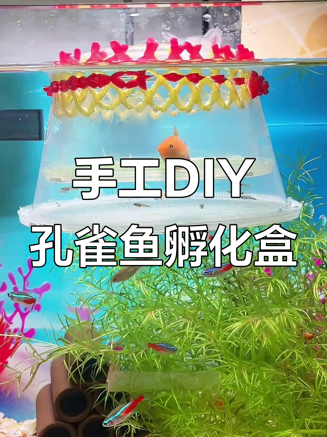 用废旧打包盒做孔雀鱼孵化器,简单又实用