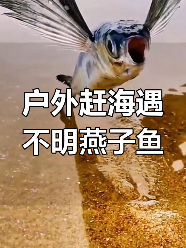 赶海抓海鲜,发现神秘燕子鱼!