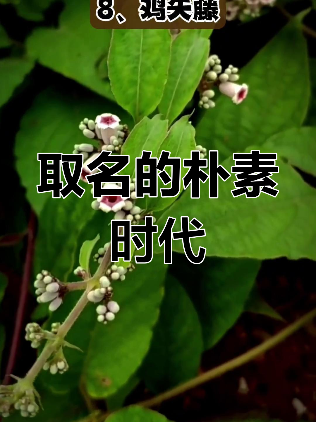 以前取名简单,鸡的各部位都能成名字