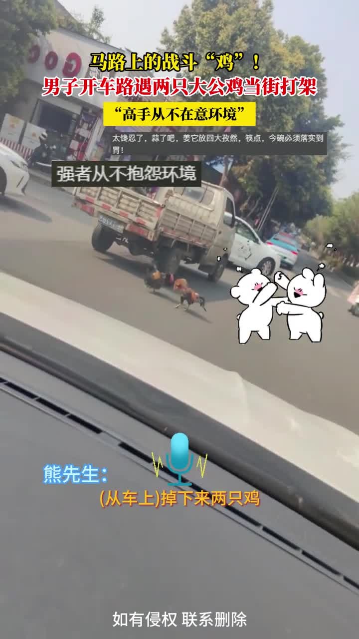 马路上的战斗“鸡”!男子开车路遇两只大公鸡当街打架,“高手从不在意环境”