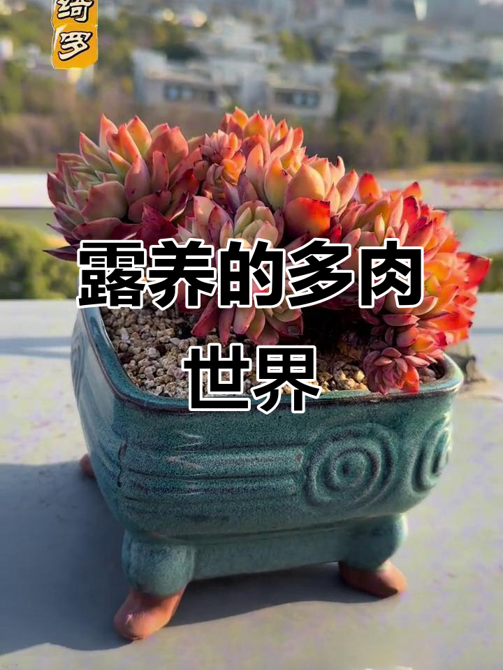 上海露台花园:冬季保暖,多肉植物四季常伴