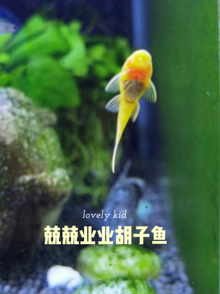 除藻能手黄金胡子鱼上线