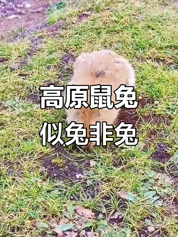 草原上的“鼠兔”萌物,像兔子却有老鼠的特征