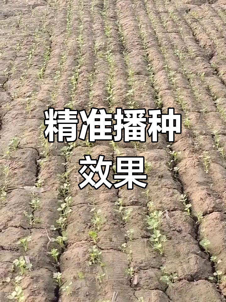 一勺一粒播种机,芹菜苗整齐出芽