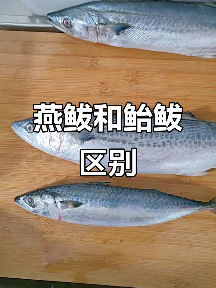 燕鲅鱼与鲐鲅鱼的差异分析：从外观到肉质，一网打尽