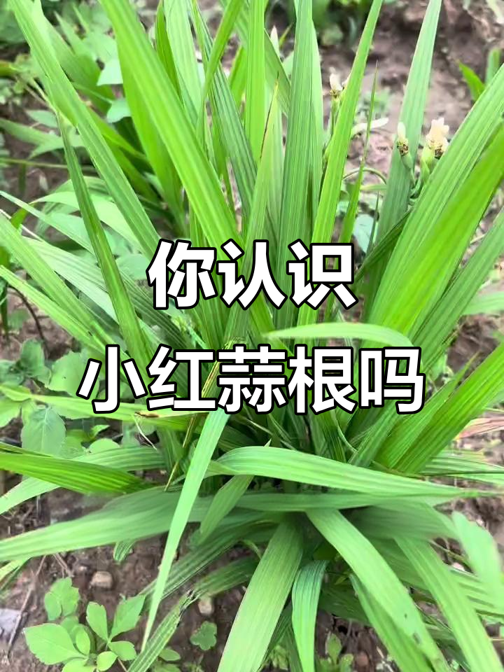小红蒜根:你见过这种神奇植物吗?