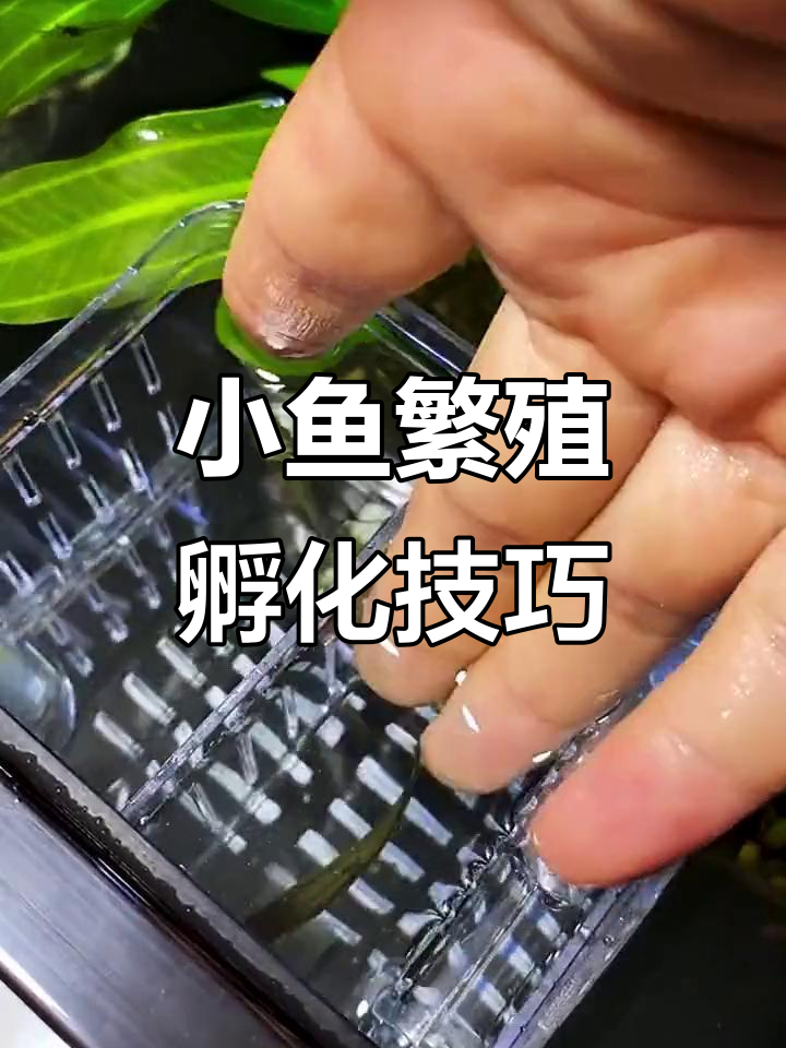 母鱼隔离盒必备,小鱼苗健康长大全攻略
