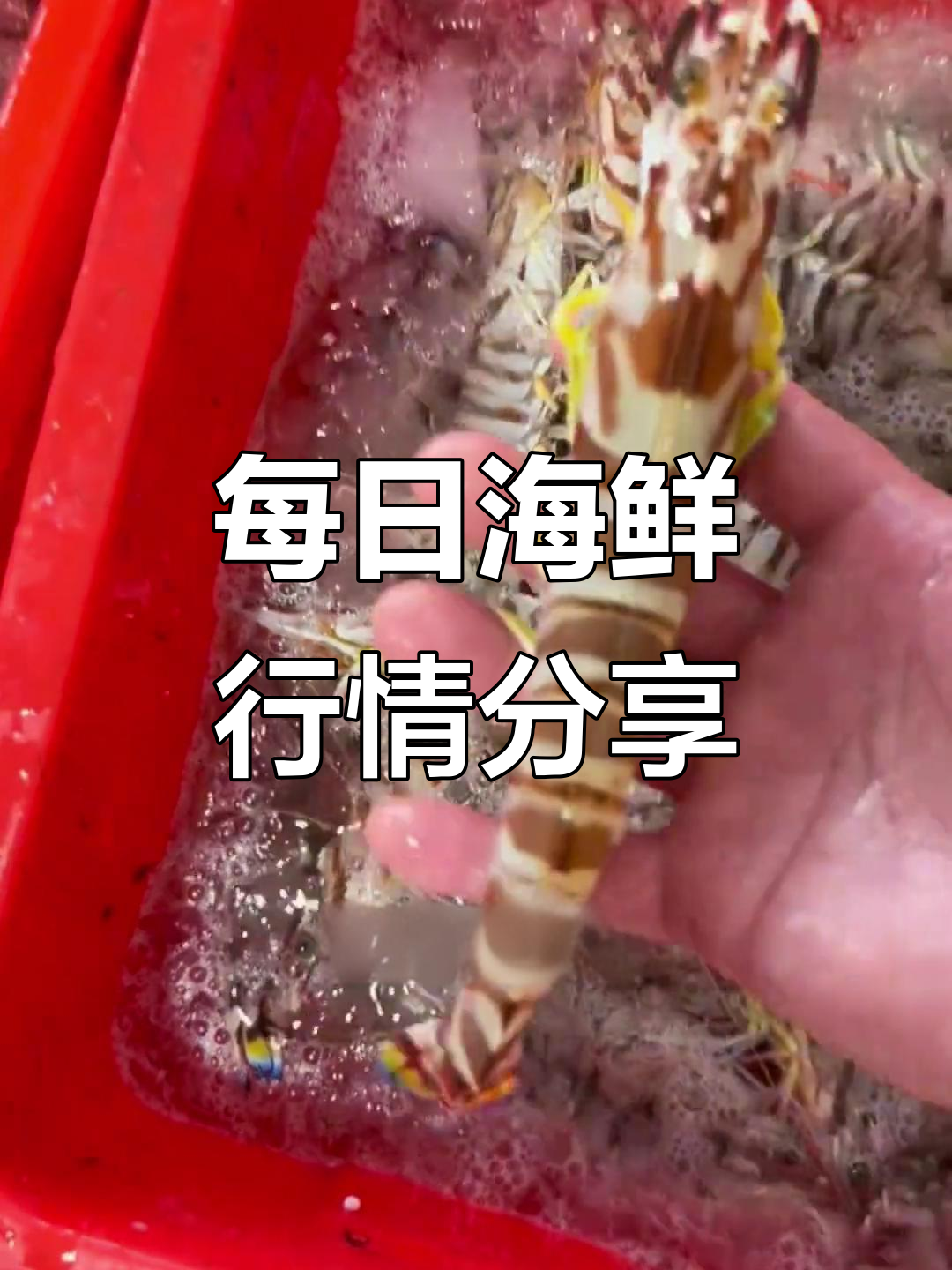 博荷港海鲜价格大揭秘,九节虾、黄花鱼等一应俱全