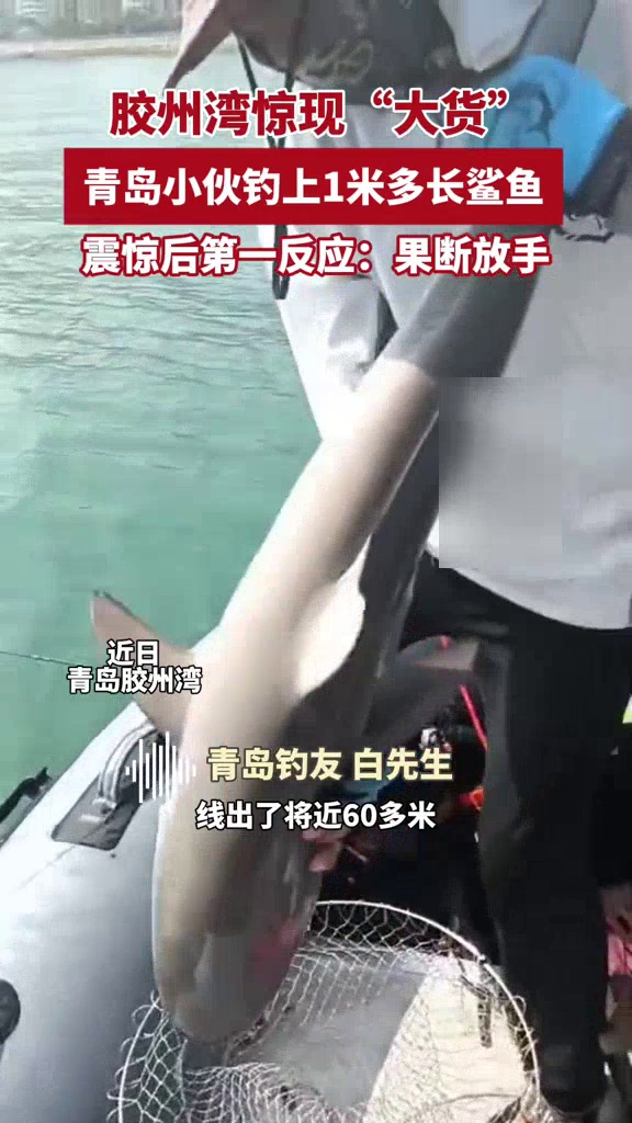 男子海钓鱼上钩,周旋半小时钓上一米长鲨鱼,小心翼翼取下鱼钩果断放生