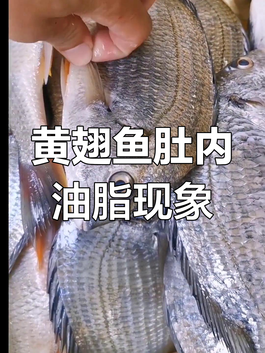 野生黄翅鱼肚子里的油,真相揭秘