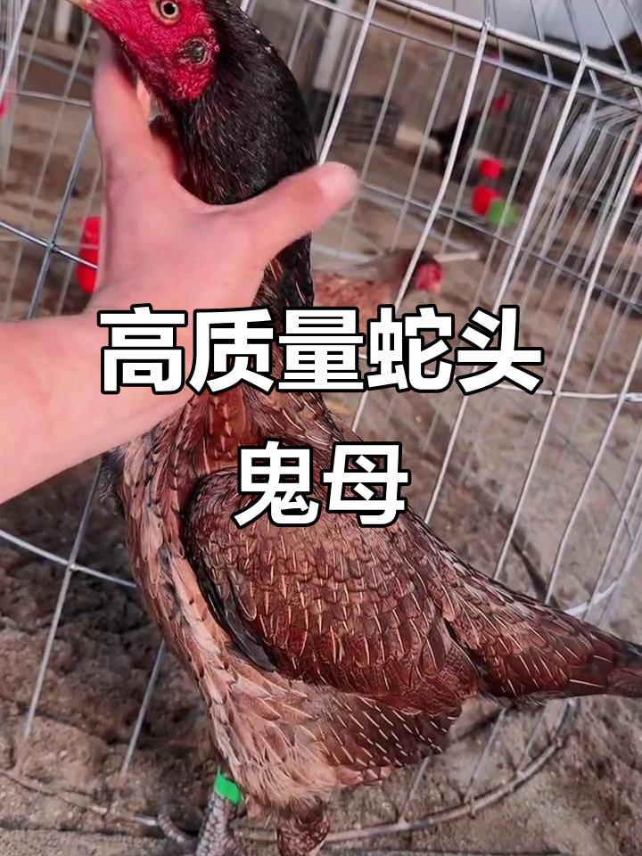 6斤蛇头鬼母,斗鸡场上的王者风范!