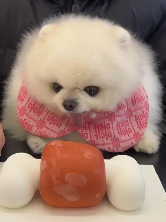 被爱的小狗就算不过生日也可以吃蛋糕