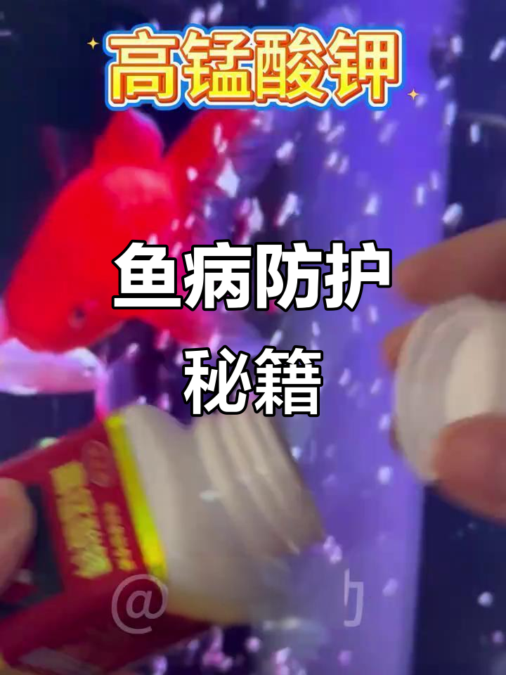 高锰酸钾,守护鱼儿健康,预防常见病症