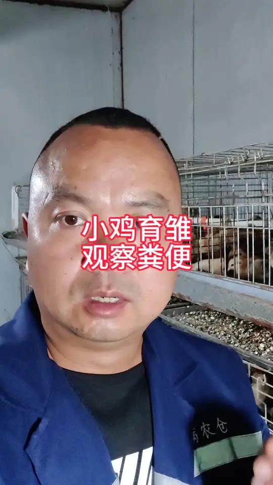 小鸡育雏如何看粪便