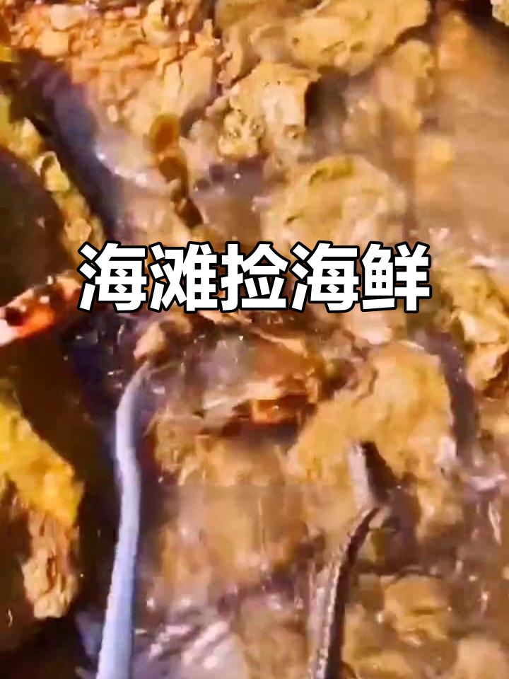 赶海抓海鲜,发现短腿海胆和长腿八爪鱼