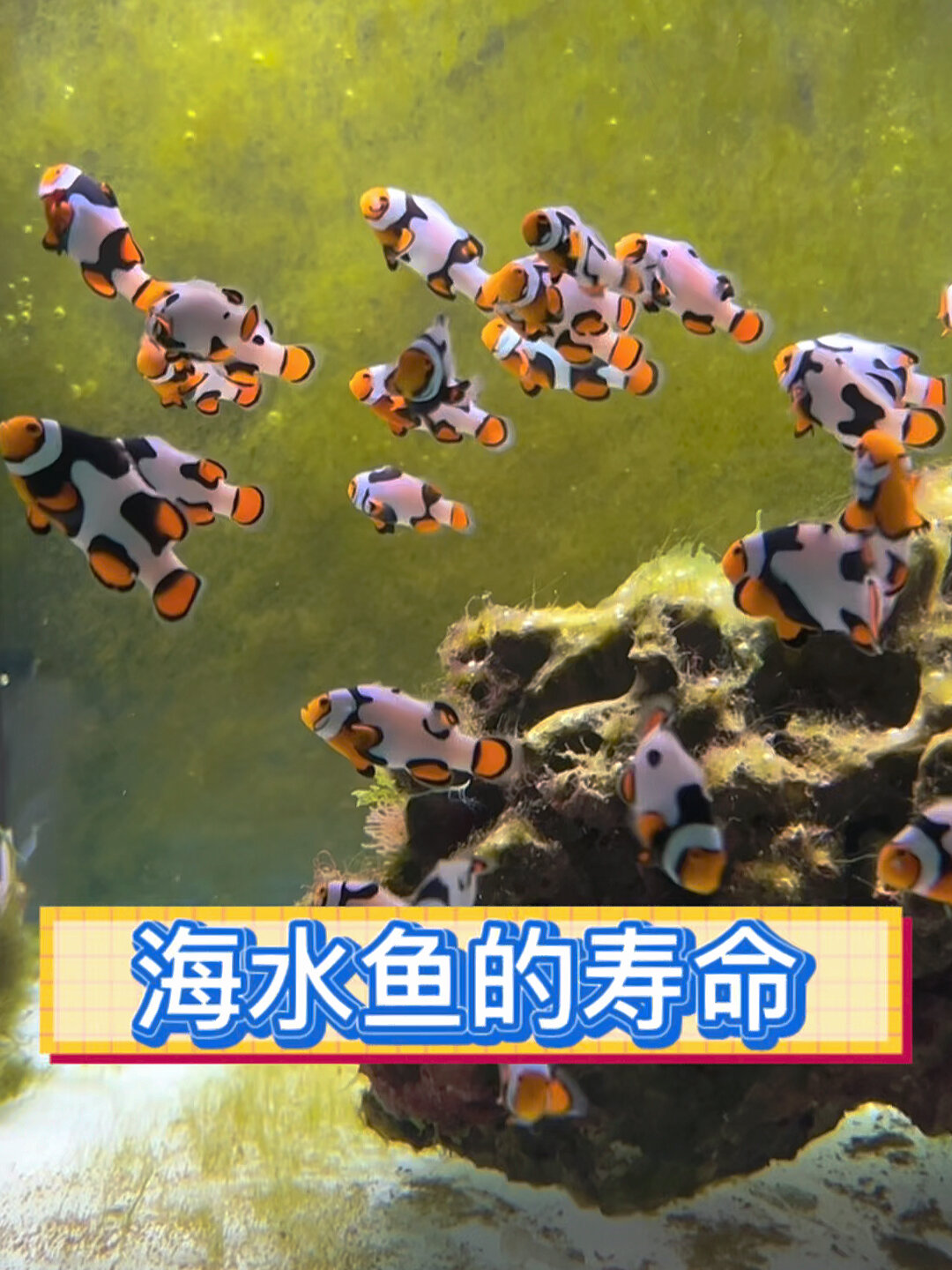 海水鱼的寿命有多长你知道吗?